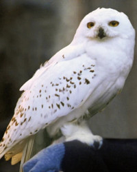 Imagen de Hedwig